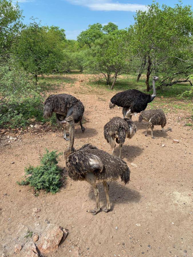 Birdsong Kruger Villa Marloth Park Eksteriør bilde