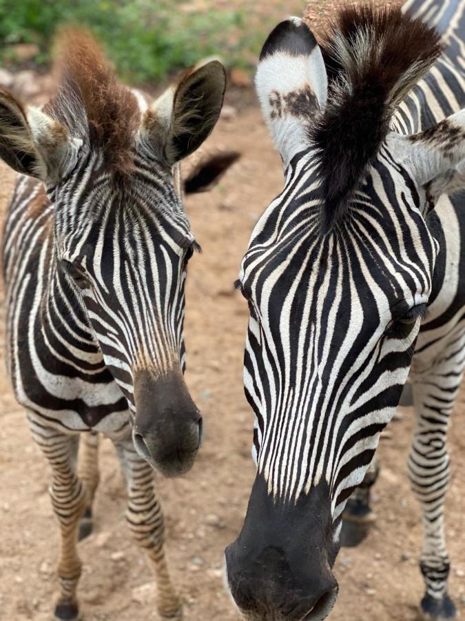 Birdsong Kruger Villa Marloth Park Eksteriør bilde