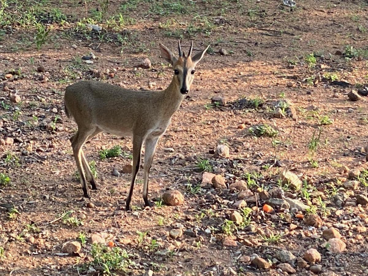 Birdsong Kruger Villa Marloth Park Eksteriør bilde